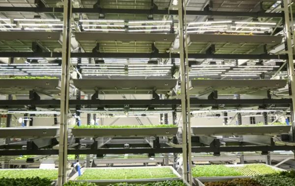 Insight: El Avance de las Granjas Verticales: Más Allá de las Hojas Verdes, CNBS