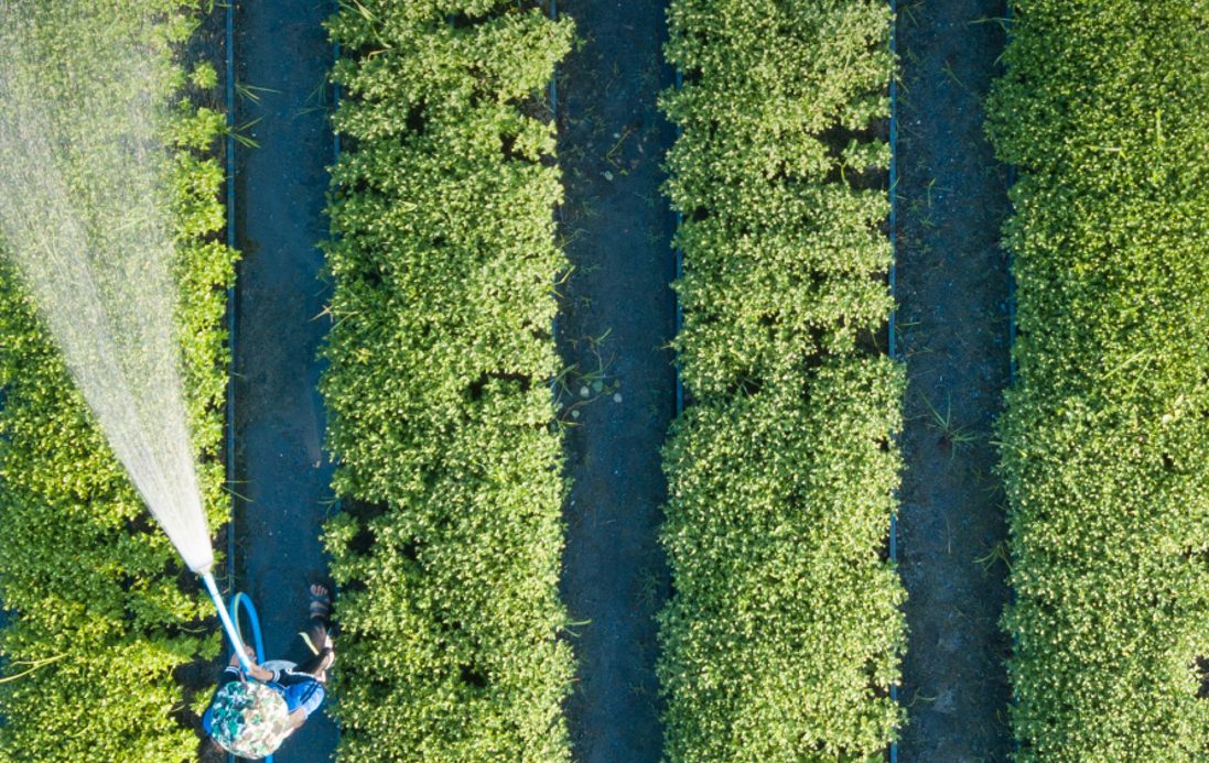 Insight: Sistemas de Alimentación y Agua en la Era Inteligente, Foro Económico Mundial