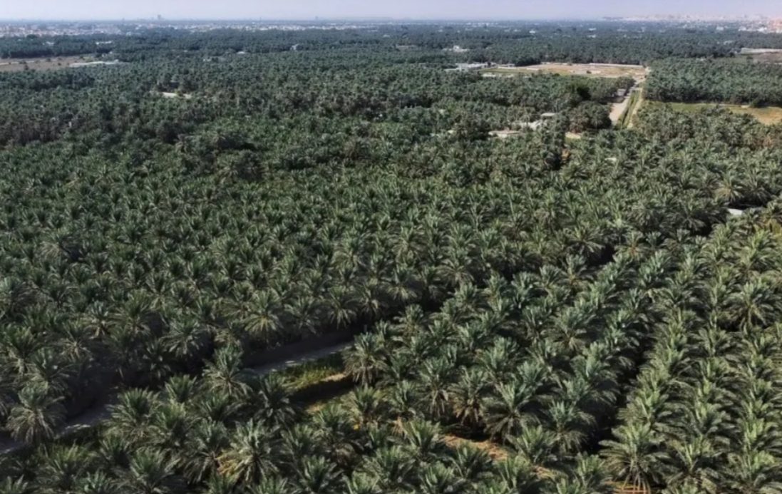Insight: Hilton Anuncia un Resort de Agroturismo de Lujo, Skift