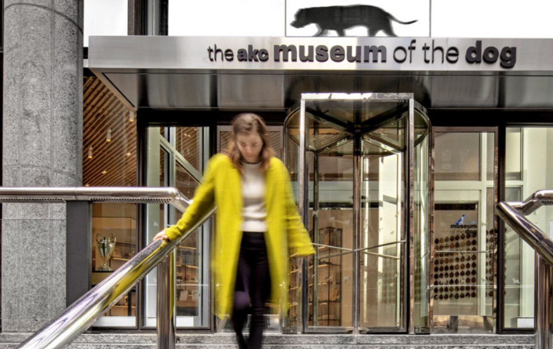 Insight: El Museo del Perro del American Kennel Club, Gensler